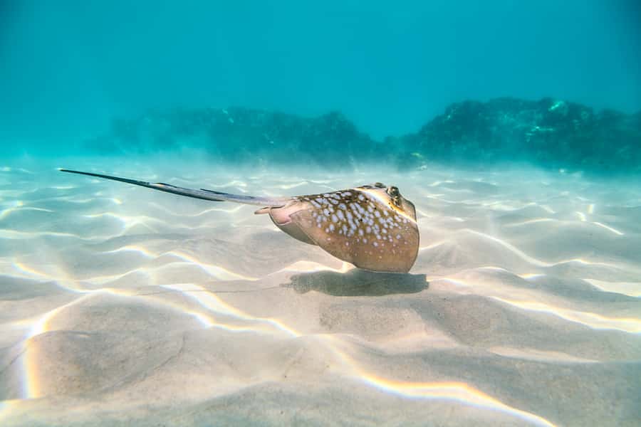 Cairns: Outer and Coral Cay Snorkel and Dive Cruise - Conditions, comfort, and practical limits