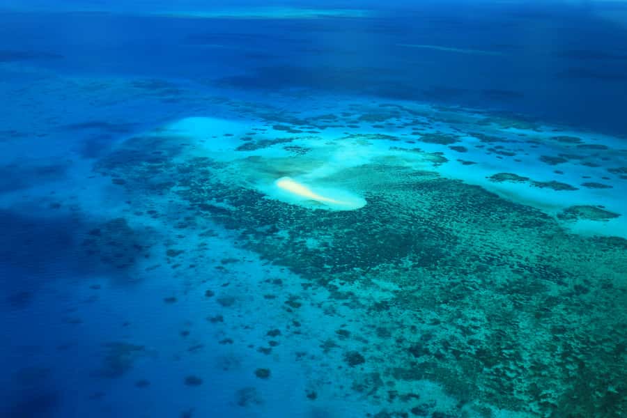 Cairns: Outer Edges of The Great Barrier Reef Scenic Flight - Looking for turtles, rays, dugongs, and whales