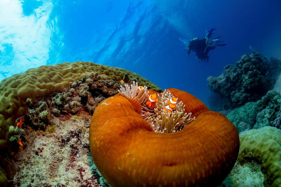 Cairns: Outer Great Barrier Reef Full-Day Tour with Lunch - The Evolution superyacht experience