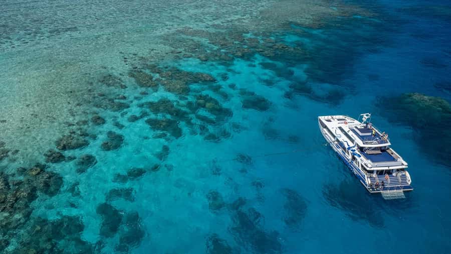 Cairns: Premium Snorkelling and Diving Reef Day Trip - What you can see beneath the surface