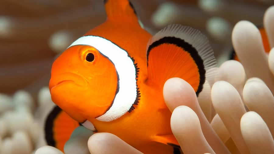 Cairns: Premium Snorkelling and Diving Reef Day Trip - The day from Cairns Marina to the outer reef