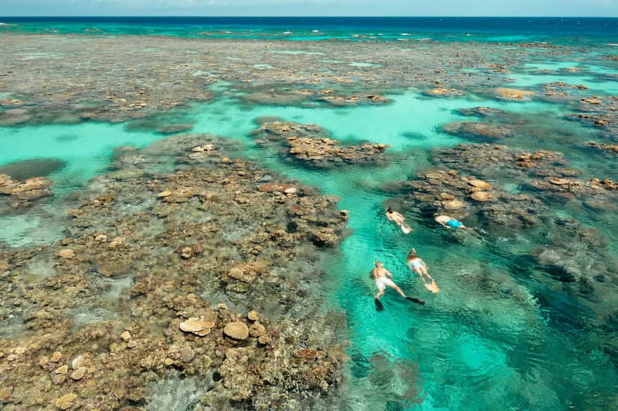 Cairns: Silverswift 3 Great Barrier Reef Sites in 1 Day - Key points to know before booking