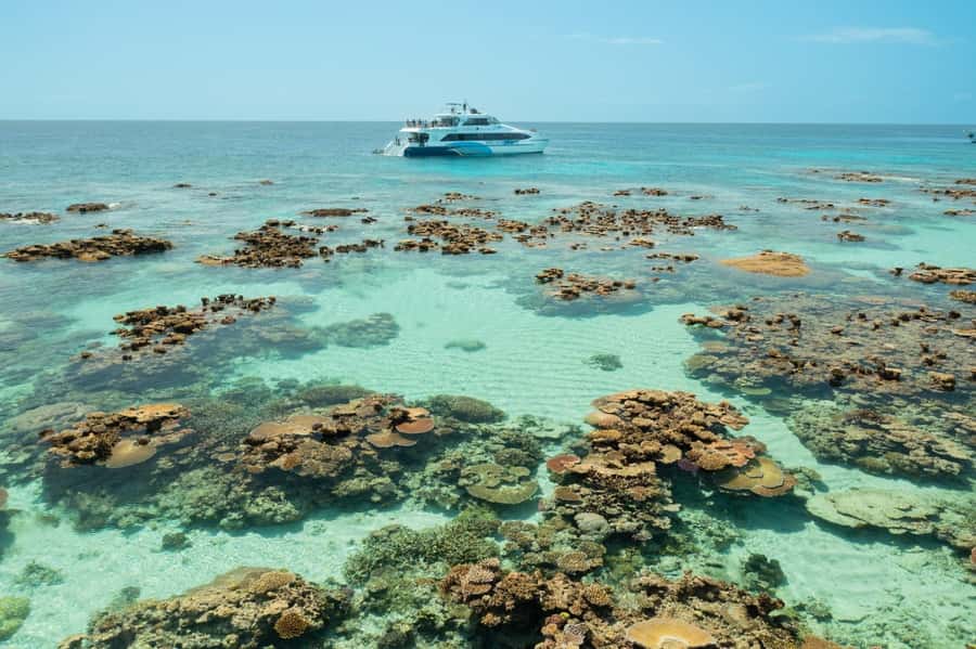 Cairns: Silverswift 3 Great Barrier Reef Sites in 1 Day - Optional scuba: worth the extra cost?
