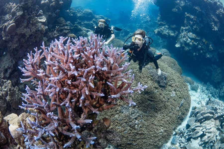 Cairns: Silverswift 3 Great Barrier Reef Sites in 1 Day - How weather affects the experience