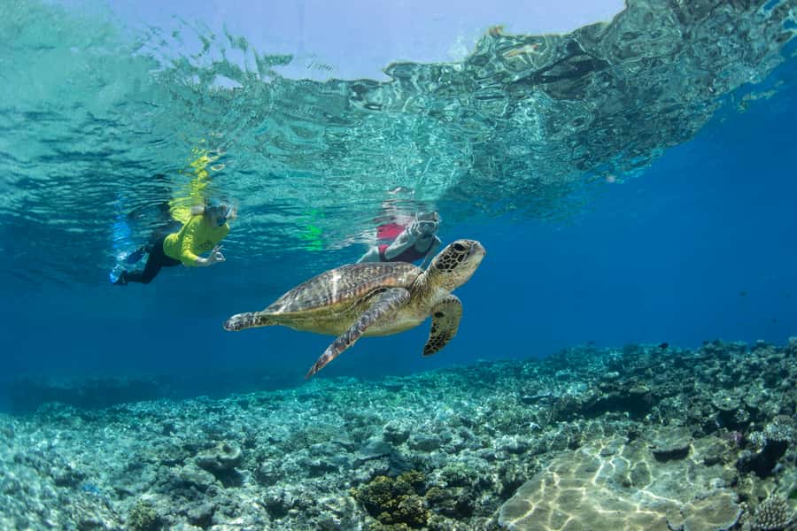 Cairns: Silverswift 3 Great Barrier Reef Sites in 1 Day - From Cairns to the outer reef in 80 minutes