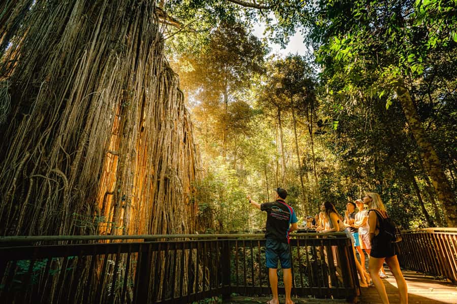 Cairns: Waterfall and Daintree Rainforest Tour - 2 Day Tours - Key points at a glance