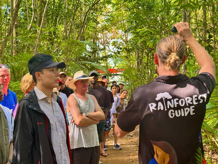 Cairns: Waterfall and Daintree Rainforest Tour - 2 Day Tours - The Cathedral Fig Tree shows rainforest scale