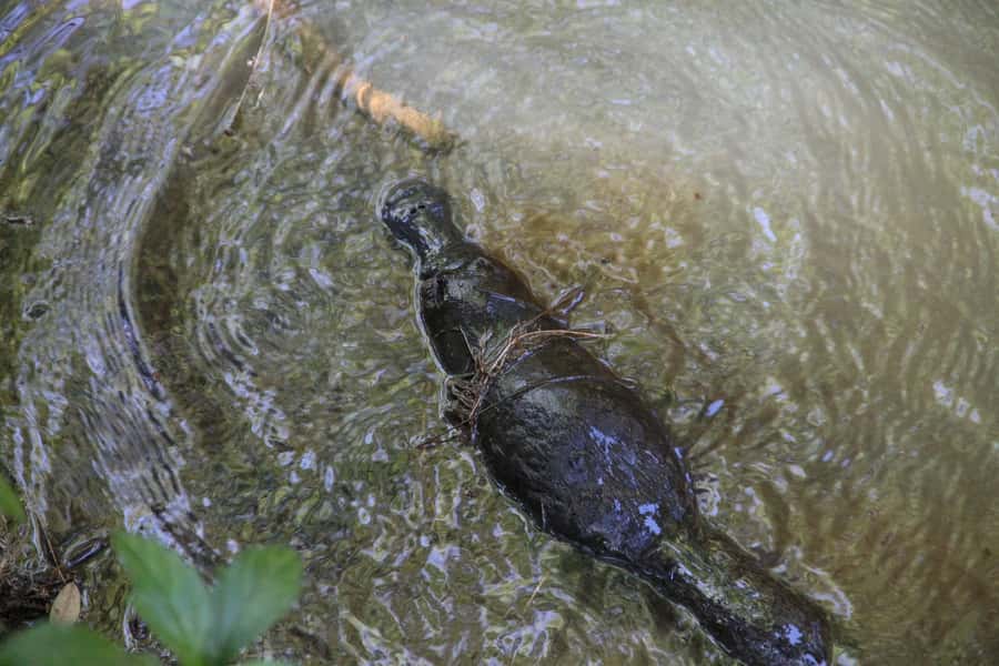 Cairns: Waterfall and Daintree Rainforest Tour - 2 Day Tours - Day two follows the coast to Mossman Gorge