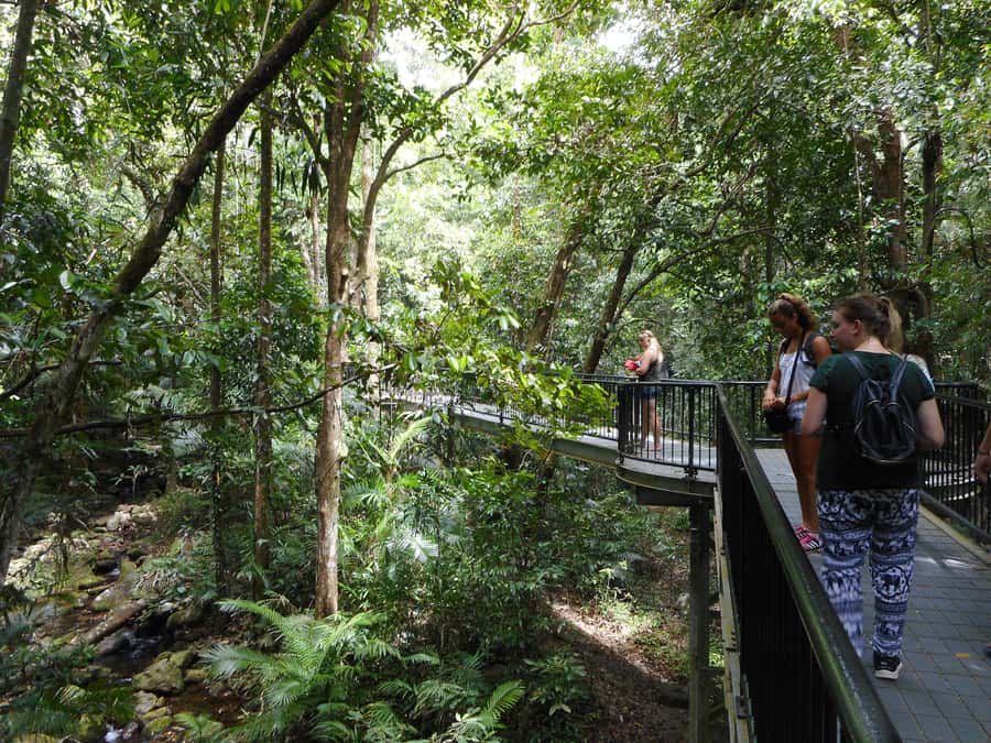 Cairns: Waterfall and Daintree Rainforest Tour - 2 Day Tours - Day one begins at Babinda Boulders