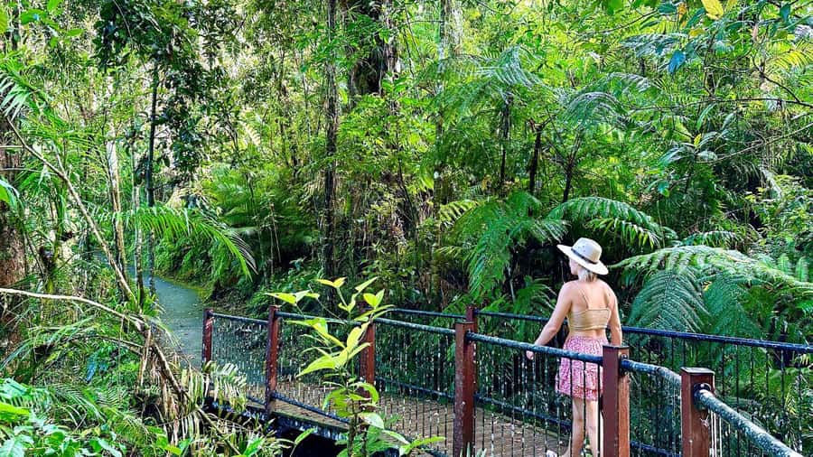 Cairns: Waterfall Tour with Lunch - Key points to know before booking