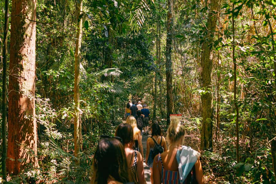 Cairns: Waterfall Tour with Lunch - Millaa Millaa Falls, the classic photo stop