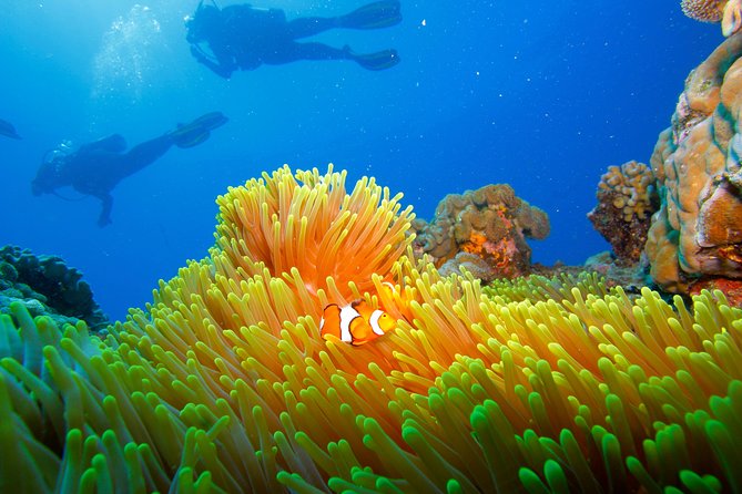Calypso Outer Great Barrier Reef Cruise from Port Douglas - The crew and the human side of the day