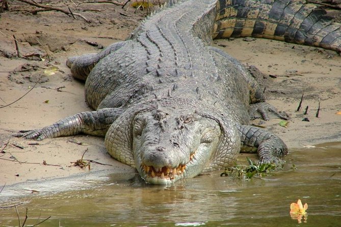 Cape Tribulation Day Tour from Cairns - Crossing the Daintree River by ferry