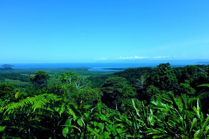 Cape Tribulation, Mossman Gorge and Daintree Rainforest Day Tour - The rainforest near Cape Tribulation