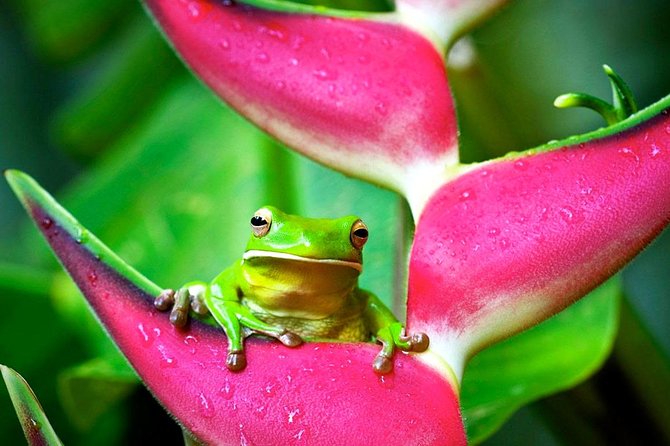 Cape Tribulation, Mossman Gorge and Daintree Rainforest Day Tour - Cape Tribulation and the Great Barrier Reef views