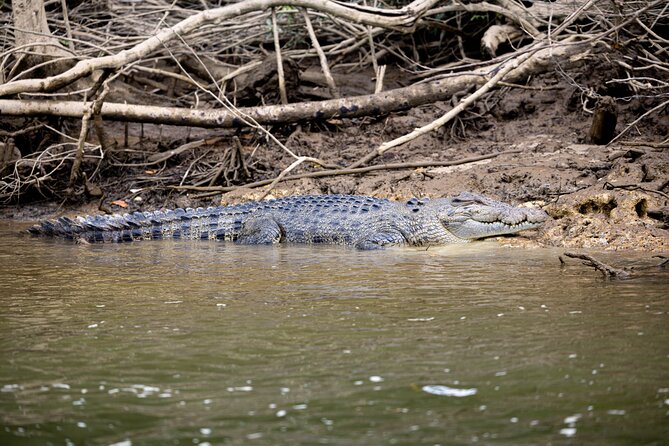 Cape Tribulation, Mossman Gorge, and Daintree Rainforest Day Trip - Key details before you book