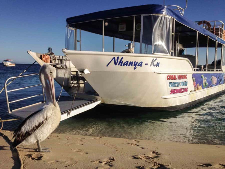 Coral Bay Glass-Bottom Boat Tour - Why Coral Bay is a good place for a glass-bottom boat