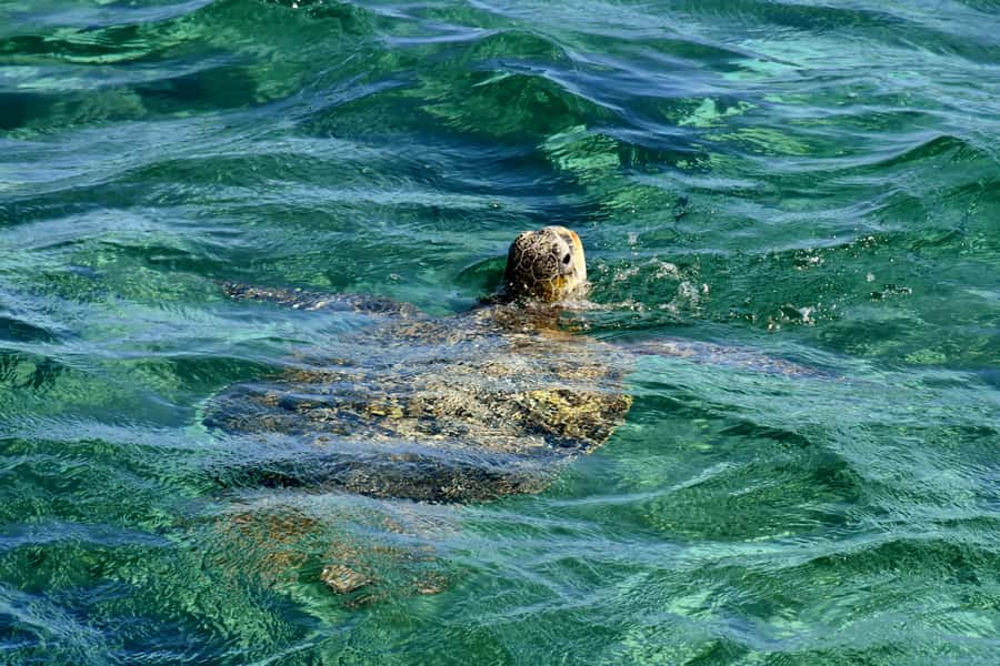 Coral Bay: Ningaloo Reef 3-Hour Turtle Ecotour - Key things to know before you book