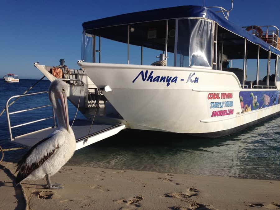 Coral Bay: Ningaloo Reef 3-Hour Turtle Ecotour - A short boat trip with a real purpose