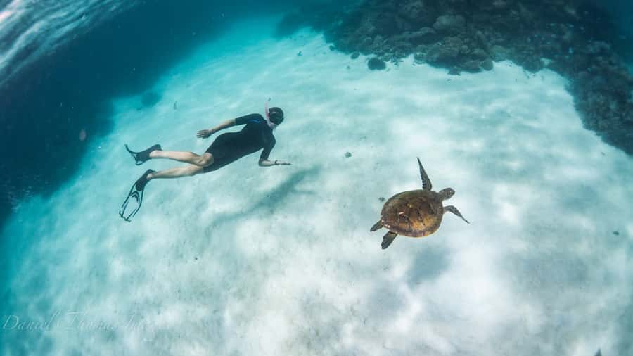 Coral Bay: Ningaloo Reef 3-Hour Turtle Ecotour - Watching turtles at the sanctuary