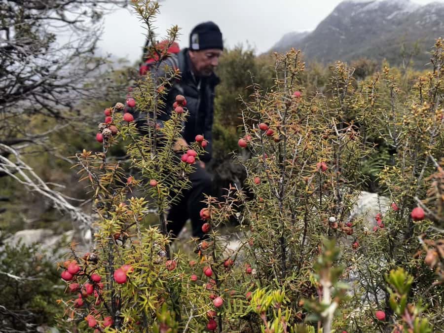 Cradle Mountain: Day Trip from Launceston with Lunch - Pickup, timing, and the return to Launceston