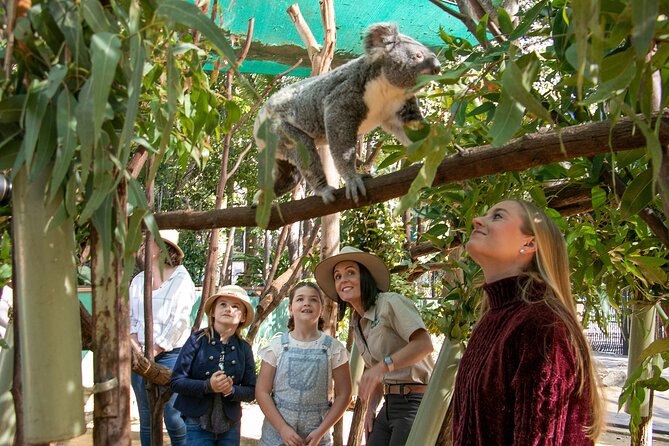 Currumbin Wildlife Sanctuary General Entry Ticket - Why Currumbin works better than a quick zoo visit