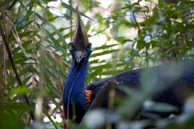 Daintree, Cape Tribulation & River Cruise from Port Douglas - Mossman Gorge starts the rainforest day