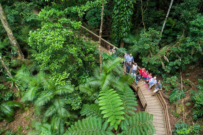 Daintree Rainforest and Cape Tribulation Full Day Tour - Key points to know before booking