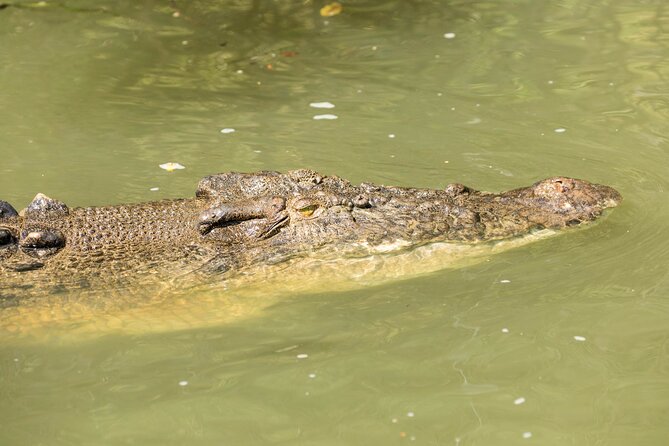 Daintree Rainforest and Cape Tribulation Full Day Tour - The one-hour Daintree River cruise