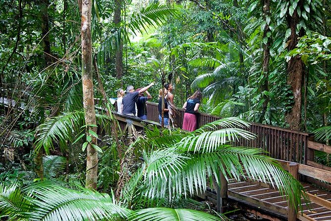 Daintree Rainforest and Mossman Gorge: Full Day Tour - A full day in the oldest rainforest region
