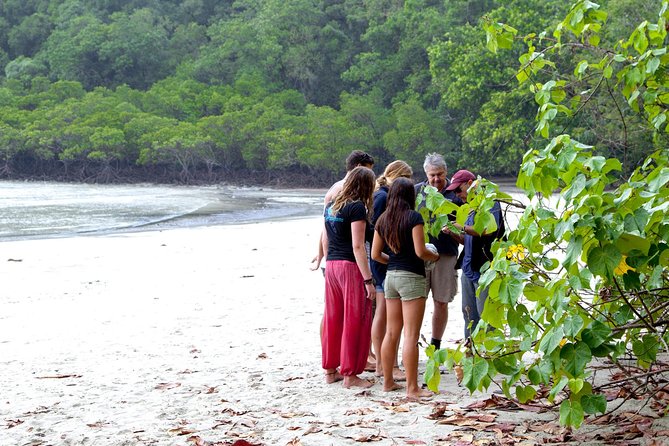 Daintree Rainforest and Mossman Gorge: Full Day Tour - What the guiding adds