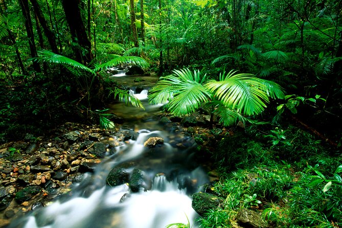 Daintree Rainforest, Mossman Gorge Small-Group from Port Douglas - Cape Tribulation Beach in half an hour