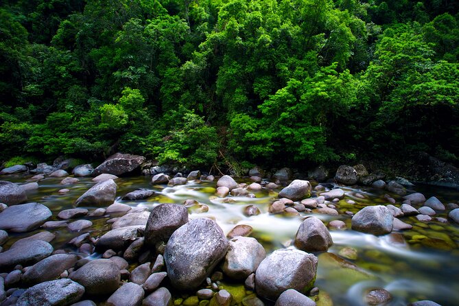 Daintree Rainforest, Mossman Gorge Small-Group from Port Douglas - Noah Valley offers a quieter rainforest walk