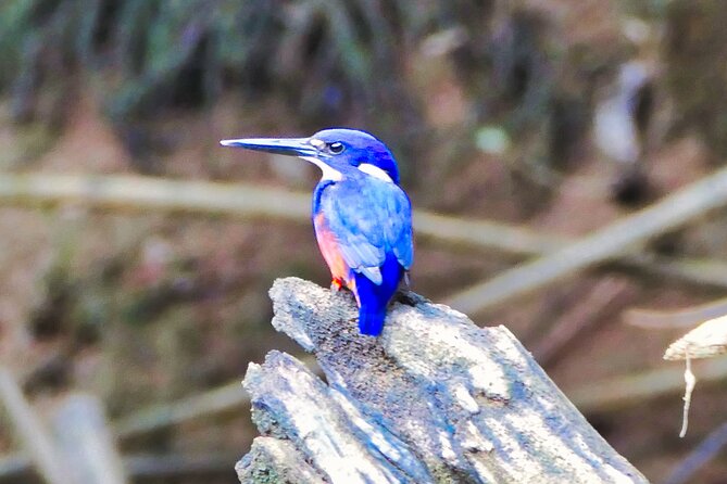 Daintree River Cruise - What the Daintree River reveals in one hour