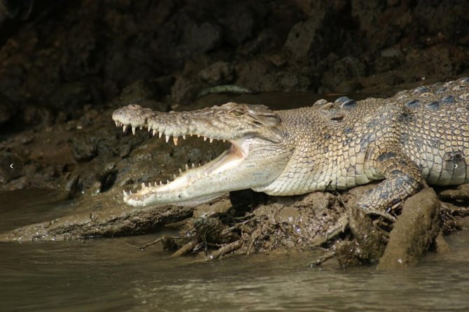 Daintree River Cruise - The guides are a major part of the value