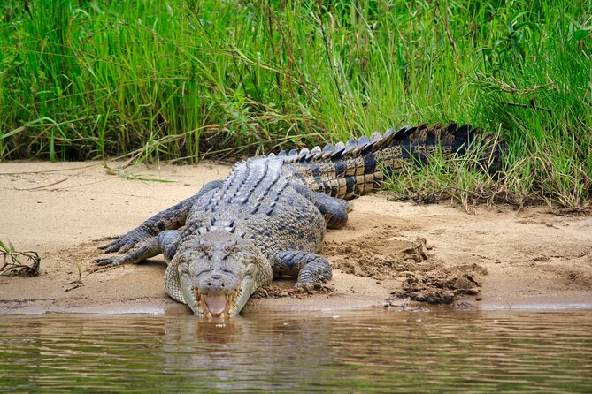 Daintree River Cruise - Why $25 can be good value