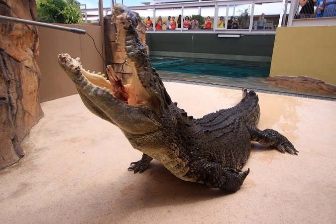 Darwin Hop-on Hop-off Bus Tour - Crocosaurus Cove and Mitchell Street