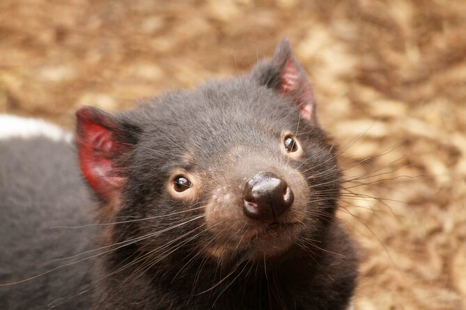 Day Tour in Mt. Field, Mt. Wellington, Bonorong Wildlife Sanctuary and Richmond - What to pack and what to expect