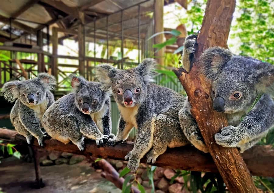Day Trip: Rainforest & Aboriginal Culture Tour - Meeting Pamagirri culture through demonstration and dance