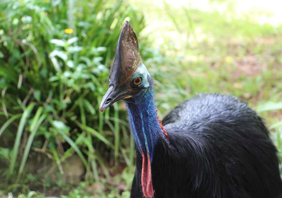 Day Trip: Rainforest & Aboriginal Culture Tour - Kuranda Village and the three-hour question