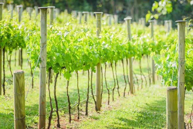 Deluxe Wine Tour to Tamborine Mountain, includes two course lunch - From Brisbane to the cool hills of Tamborine Mountain