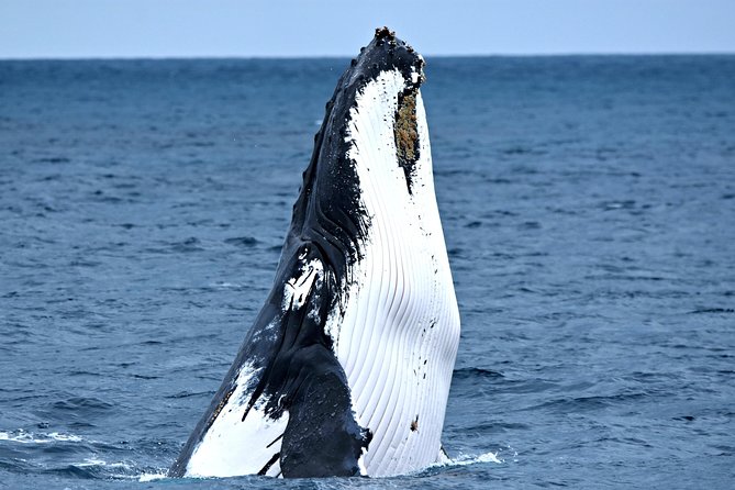 Discover Rottnest with Ferry & Bus Tour - The History Behind the Scenery