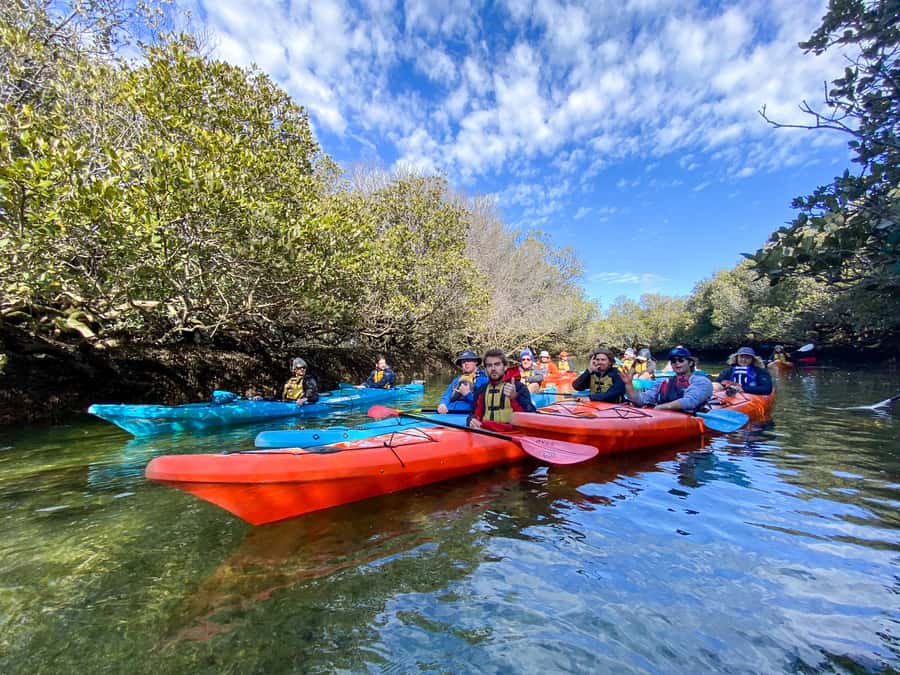Dolphin Sanctuary and Ships Graveyard Kayak Tour - Best time and best type of visitor