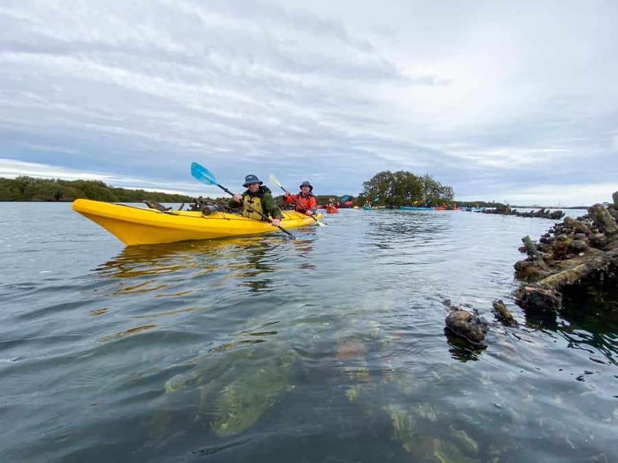 Dolphin Sanctuary and Ships Graveyard Kayak Tour - Watching for dolphins in the sanctuary