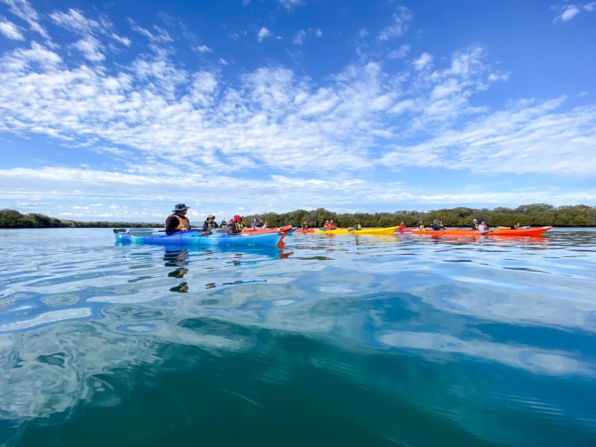 Dolphin Sanctuary and Ships Graveyard Kayak Tour - Exploring the Ships Graveyard