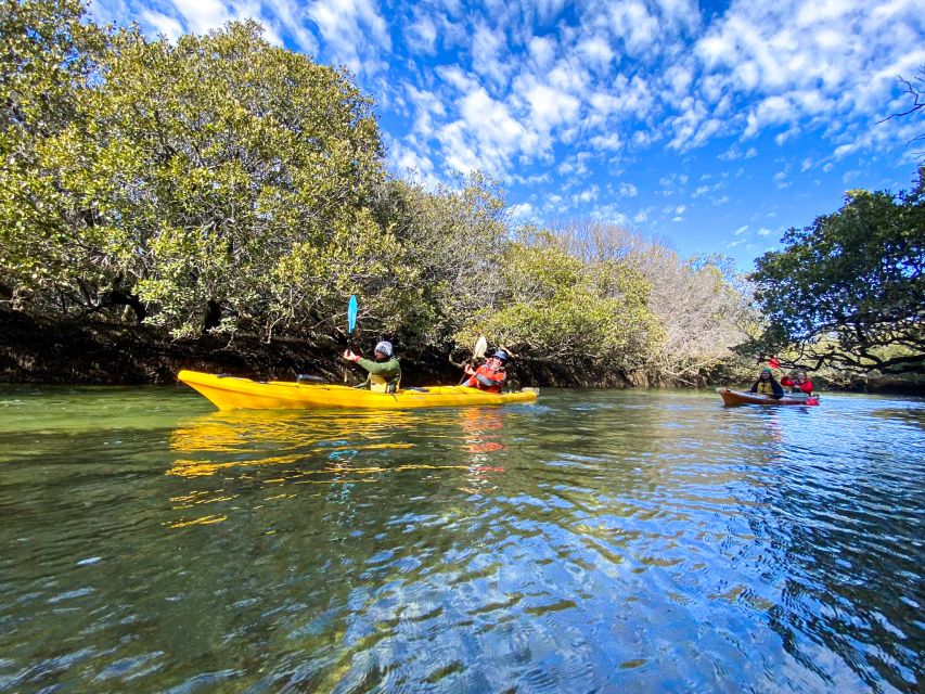 Dolphin Sanctuary and Ships Graveyard Kayak Tour - How demanding are three hours in a kayak?