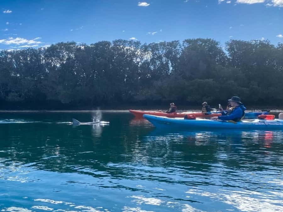 Dolphin Sanctuary and Ships Graveyard Kayak Tour - The guides make the difference