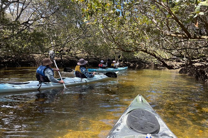 Dolphin Sanctuary Kayak Tour Adelaide - What the Adelaide Dolphin Sanctuary tour is really about