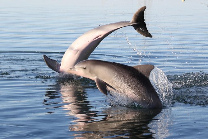 Dolphin Sanctuary Kayak Tour Adelaide - Looking for dolphins without chasing them
