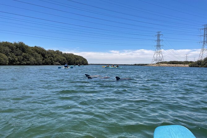 Dolphin Sanctuary Kayak Tour Adelaide - Shipwrecks, tides, and route changes